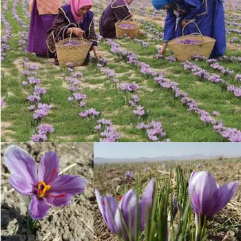 Najbolje prodajan organskih visoka kakovost žafran čisto Iranski žafran brez dodatkov, brez barvanja, odstranjevanje melanin, brezplačna dostava