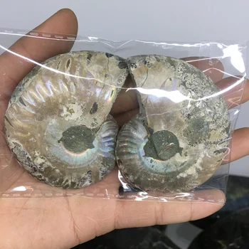 2pcs naravnih mavrica ammonite lupini Fosilnih rezina Madagaskar ammonite fosilnih mineralnih vzorec 149240