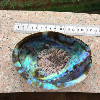 13-18 cm Naravnih Abalone Lupini Unpolished Milo Imetnik Conch Ustvarjalne Nakit Prejme Soap Polje Sage Pot Domov Dekoracijo Darilo Nova