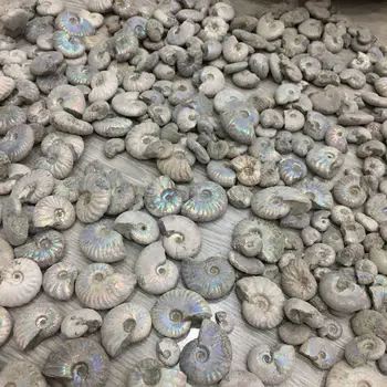 Vijak Originalni Kamen Ammonites Conch Fosilnih Stari Izumrlo Življenje Fosilnih Feng Shui Prevoz Polž Polular Znanost Ročno Delo 42479
