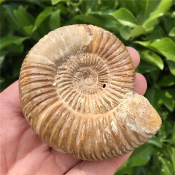 Naravni Ammonite Fosilnih Primerkov Ammolite Ocean Živali Polž Conch Madagaskar Prvotni Vzorec Mineralnih