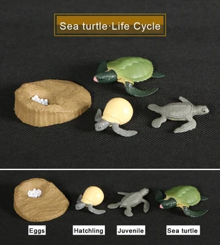 Simulacija figuric Živali Evolucija Modelov Morske želve Želva Življenjskega Cikla plastični Model Živali Ciklus Rasti za Igrače Za Otroke 59951