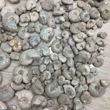 Vijak Originalni Kamen Ammonites Conch Fosilnih Stari Izumrlo Življenje Fosilnih Feng Shui Prevoz Polž Polular Znanost Ročno Delo