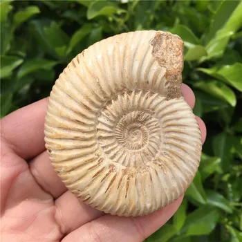 Naravni Ammonite Fosilnih Primerkov Ammolite Ocean Živali Polž Conch Madagaskar Prvotni Vzorec Mineralnih