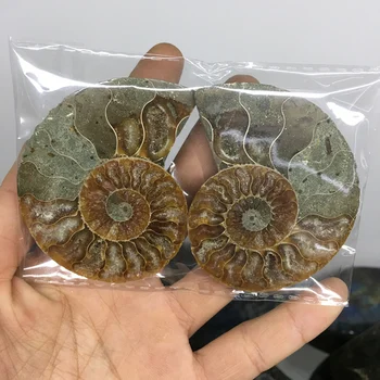 2pcs naravnih mavrica ammonite lupini Fosilnih rezina Madagaskar ammonite fosilnih mineralnih vzorec
