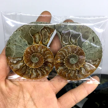 2pcs naravnih mavrica ammonite lupini Fosilnih rezina Madagaskar ammonite fosilnih mineralnih vzorec